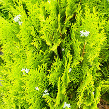 夏のクリスマスツリー