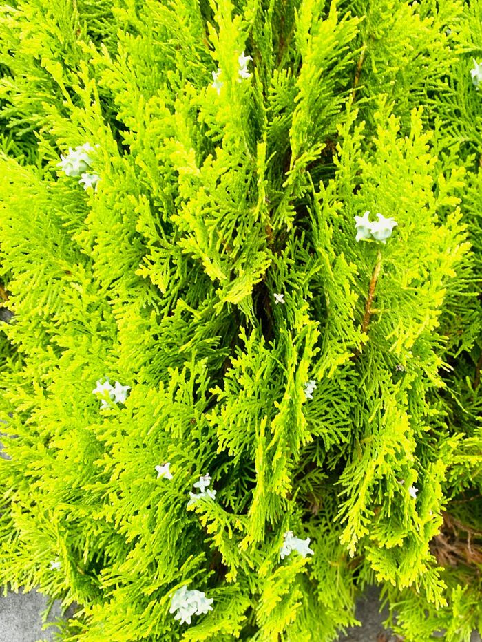 夏のクリスマスツリー