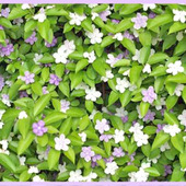 ジャスミンに似た香り「ニオイバンマツリ/Brunfelsia latifolia/匂蕃茉莉」