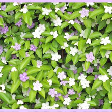 ジャスミンに似た香り「ニオイバンマツリ/Brunfelsia latifolia/匂蕃茉莉」