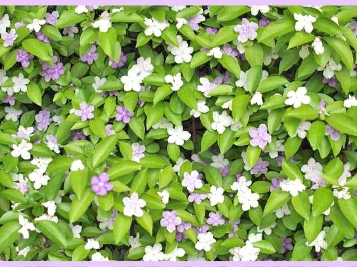 ジャスミンに似た香り「ニオイバンマツリ/Brunfelsia latifolia/匂蕃茉莉」