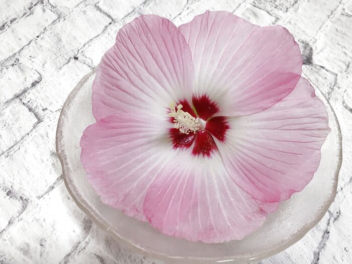 「タイタンビカス」は薄い花びらで意外に繊細です!