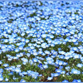 可愛らしい花「ネモフィラ/Nemophila/瑠璃唐草/ルリカラクサ」