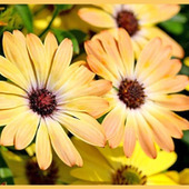 一輪でも存在感「オステオスペルマム Osteospermum/阿弗利加金盞花/アフリカキンセンカ」