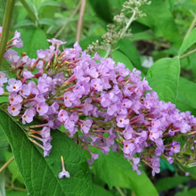 【7月の空き地の危険な雑草】藤に似たおしとやかな花なんですが…お子様注意!蝶を誘う蜜は有毒?