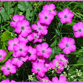 清楚で凜とした美しさ「ナデシコ/撫子/Dianthus」