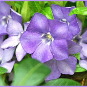 1年を通して魅力的な「ツルニチニチソウ/蔓日々草/Periwinkle」