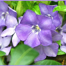 1年を通して魅力的な「ツルニチニチソウ/蔓日々草/Periwinkle」