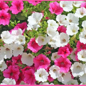 花壇の女王「ペチュニア/petunia/衝羽根朝顔(ツクバネアサガオ)」