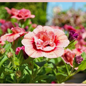 小ぶりで可愛らしい花をたくさん咲かせてくれる「カリブラコア/Calibrachoa」