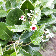 【7月道端の雑草】忍法「ヘ(屁)クソカズラ」七変化ー!恐怖の悪臭を検証してみたー!(勇気ある検証)