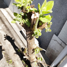 【7月道端の危険な雑草】悲報再び!ゾンビな雑草に除草剤は効くの?こやつは本当に手ごわいよー!