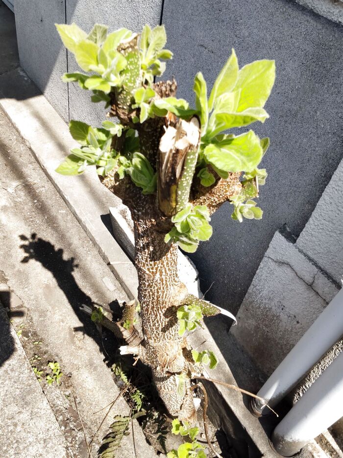 【7月道端の危険な雑草】悲報再び!ゾンビな雑草に除草剤は効くの?こやつは本当に手ごわいよー!