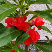 【7月の道端のお花】紅色はあることにも使えるそう♡ノスタルジー漂う「悪魔の花嫁」にも登場した花