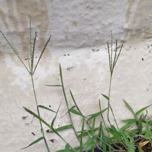 【7月道端の厄介な雑草】花言葉は「侵略者」ーー!読んだら、すぐにひっこ抜きたくなる雑草です!