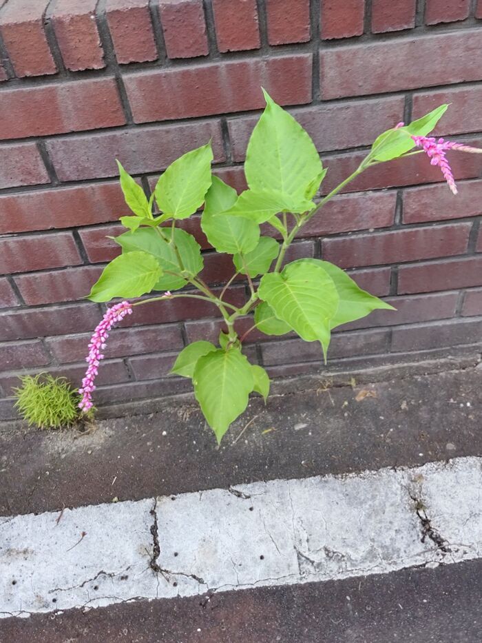 江戸時代は、オオケタデが毒蛇(まむし)の毒を消すと言われていて、「ハブテコブラ」と呼ばれていました。