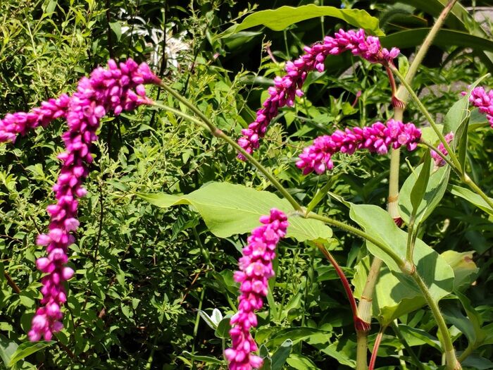 茎先の花穂に小花を連ね、垂れ下がったような花姿が、なんとも愛らしいです。