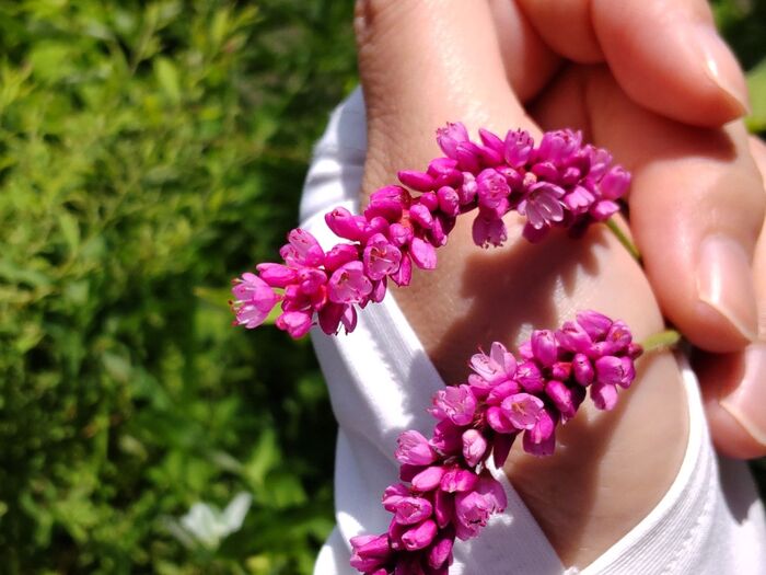 淡紅色の小花を密につける