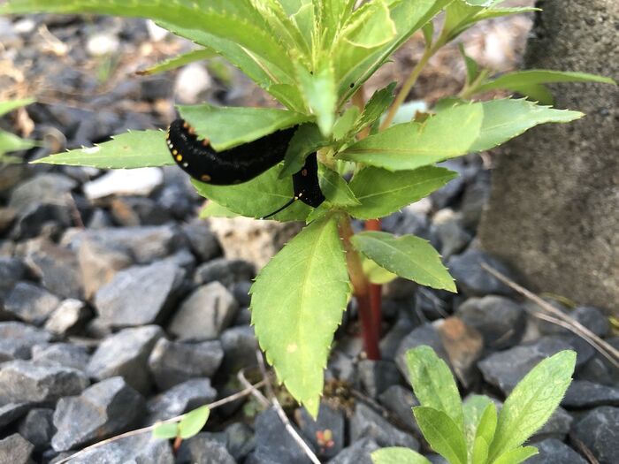 駆除の仕方は?