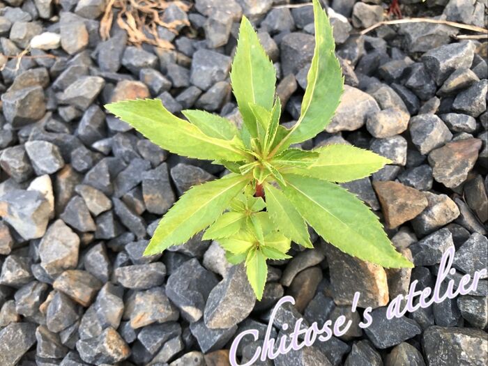 ホウセンカを植えたら気色悪い幼虫を一刻も早く退治して!