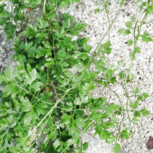 【7月の道端の厄介な雑草】世にも奇妙な「カニクサ」!知ったら、びっくりー!もさもさ無限に伸びてゆく?