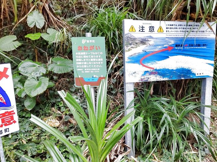 クワズイモは人気の高い観葉植物のひとつですが、毒性があります。葉や茎を切ったときに出る樹液(汁)は触れるだけでも危険ですー!