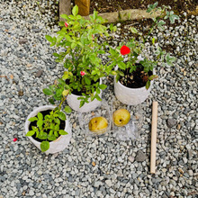 以前から気になっていたバラの挿し木をじゃがいもに刺してみた