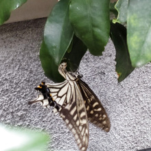 「夏休み自由研究にお勧め」アゲハチョウの一生はいかが?レモンの花って?花言葉が素敵すぎるー!