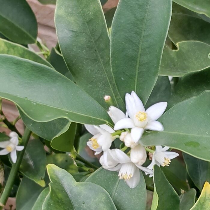レモンも花が咲くんです。レモンの「花」の花言葉は「心からの思慕」「香気」