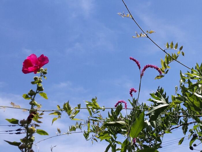 「蝶」って美しいですよねー!「蝶」の一生って、神秘的で不思議ですよね