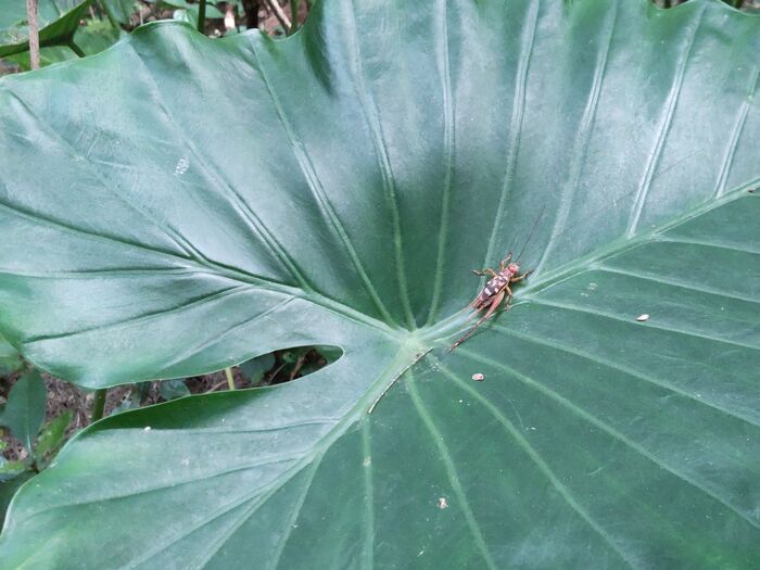 クワズイモ(食わず芋)と名付けられたように、食べられません。