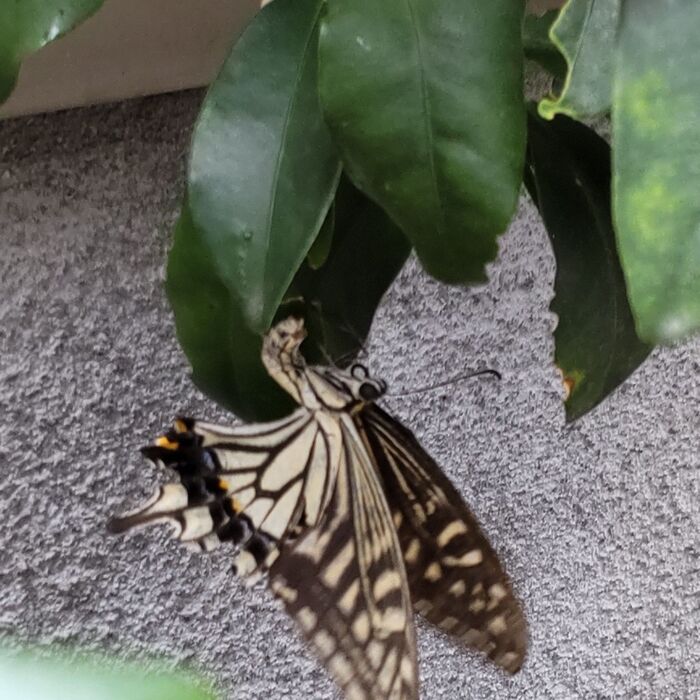 「アゲハチョウ」がレモンの葉に卵を産み付けていますよ。アゲハチョウは、1年で4回も卵を産む時期があるそうです