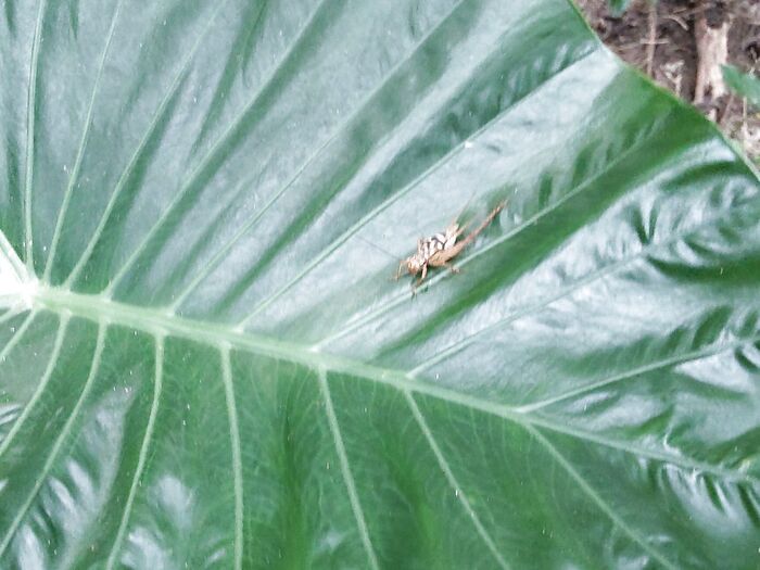 この植物は「クワズイモ(食わず芋)」です。観葉植物としても人気があります。