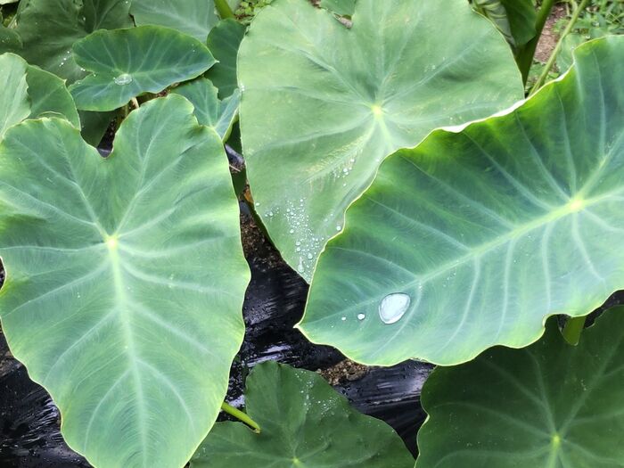 「クワズイモ」と姿形が似ていている「サトイモとハスイモ」って?