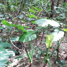 可愛いけど、猛毒!「クワズイモ」で傘遊びは危険!お子様を守ろう!夏の旅行時に悲報を呼ばない為に!