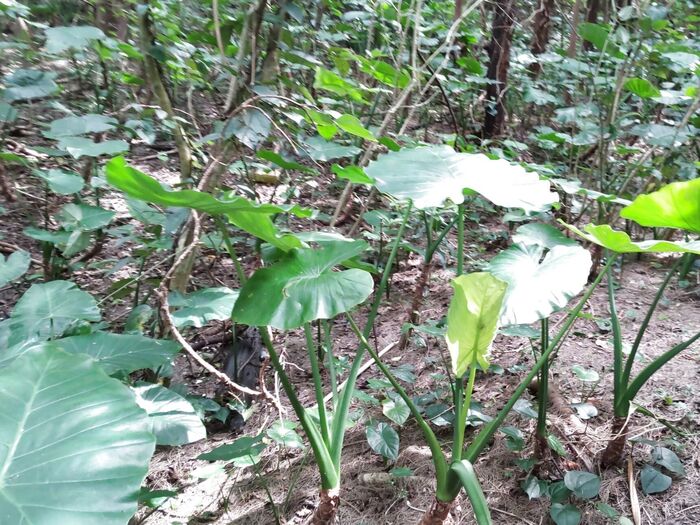 可愛いけど、猛毒!「クワズイモ」で傘遊びは危険!お子様を守ろう!夏の旅行時に悲報を呼ばない為に!