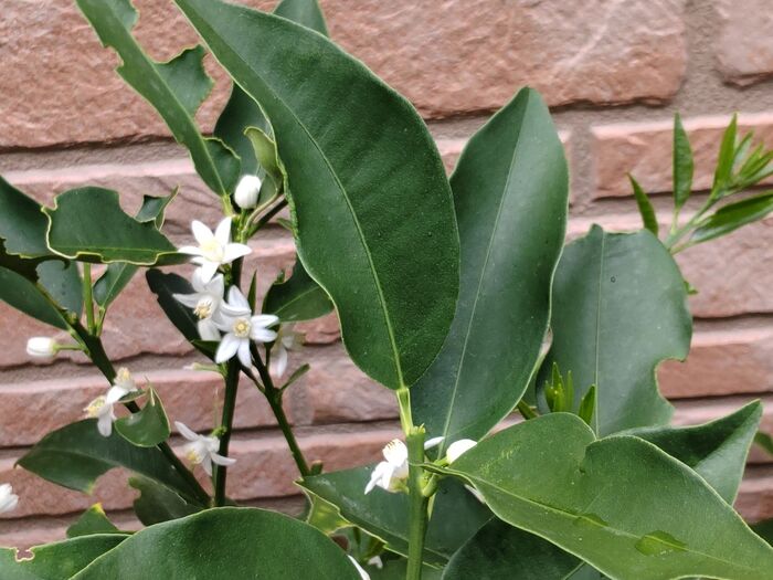 レモンの木の近くに、アゲハ蝶は舞っていますよ