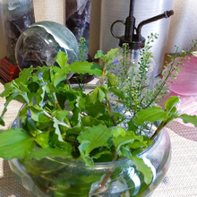 【セリア】その容器も雑草も、捨てちゃダメー!「露草」×「マメグンバイナズナ」で「涼」なインテリア!