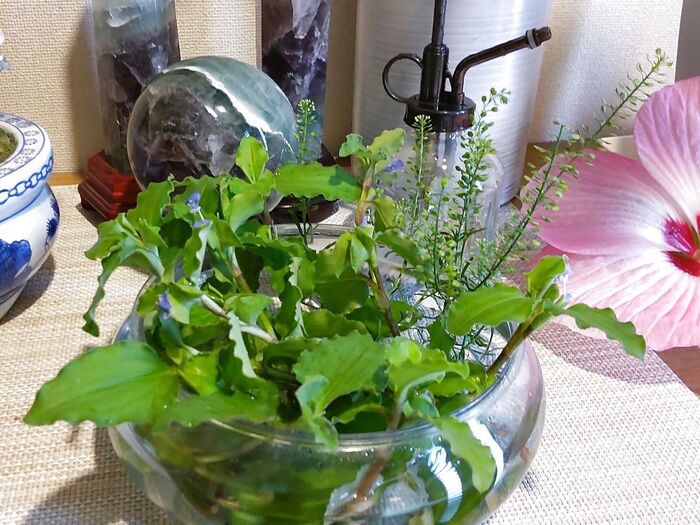 【セリア】その容器も雑草も、捨てちゃダメー!「露草」×「マメグンバイナズナ」で「涼」なインテリア!