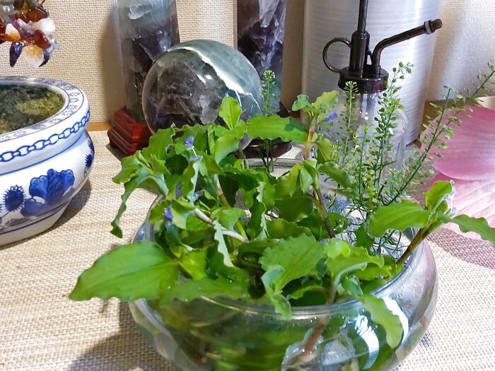 「露草」と「マメグンバイナズナ」を生けた横に飾っておきます