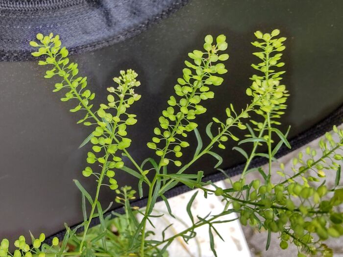 「露草」のそばには、たくさんの「マメグンバイナズナ」が・・・。花言葉は「頑張って」「健気」「応援」です