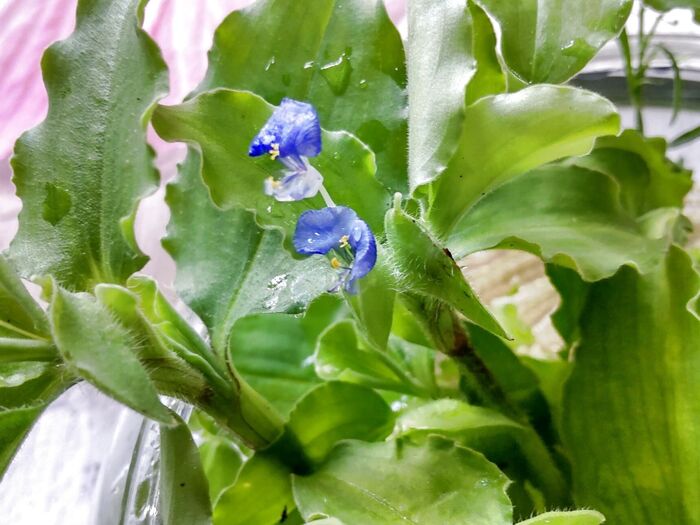 色遊びに使われ、食用にもなる「花」なので安心ですね