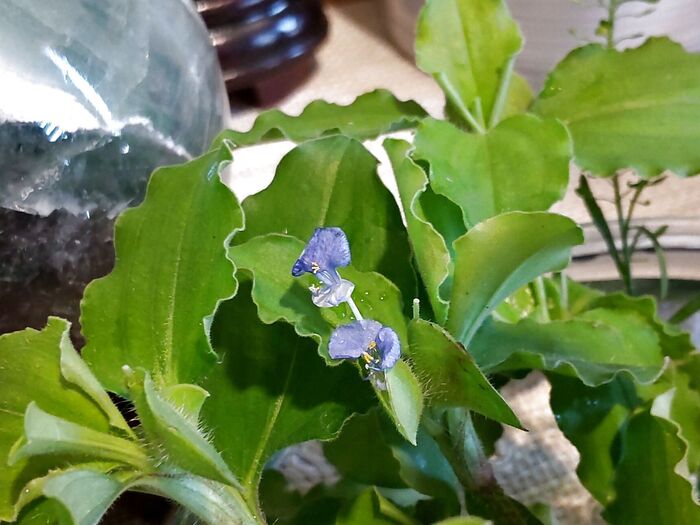 露草(ツユクサ)全般の花言葉は「なつかしい関係」「尊敬」「小夜曲(セレナーデ)」「恋の心変わり」「敬われない恋」