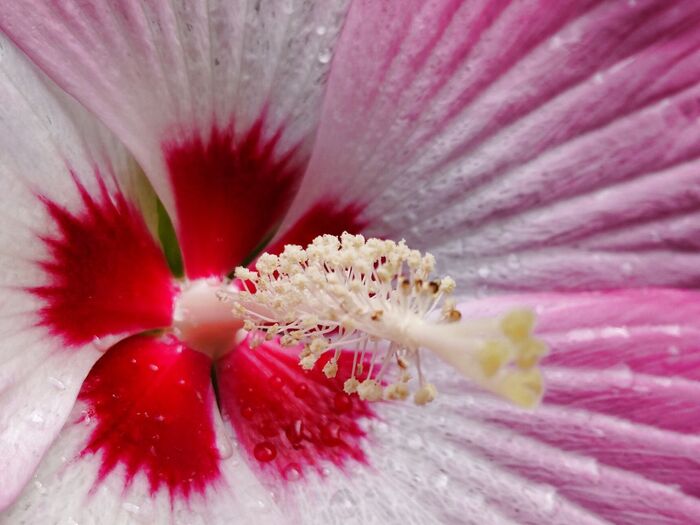 今日、3つほど開花した「タイタンビカス」の花!