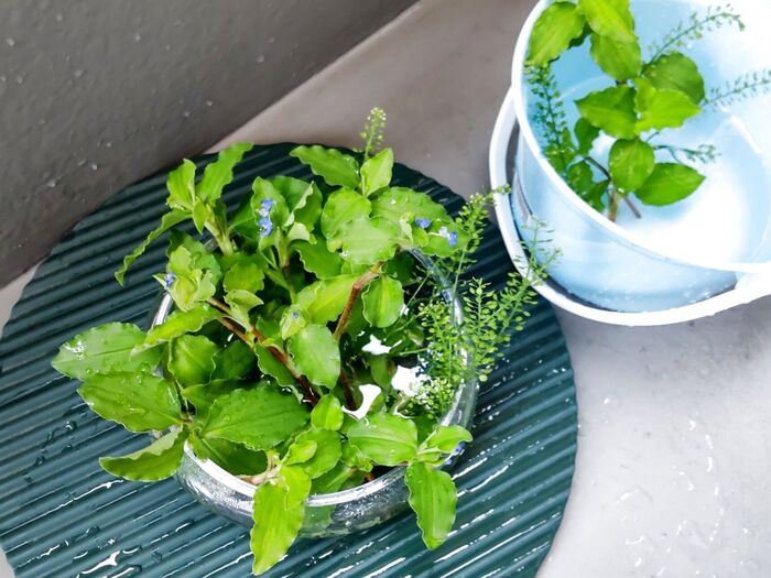 2種類の雑草を、早速、早朝に摘んできたので、お家で綺麗に水で清潔にします