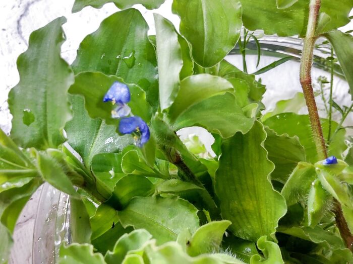 限られた時間の中でしか楽しめない貴重な花なんです