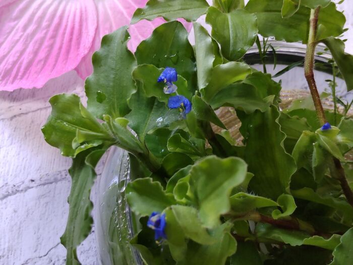 可憐なこちらのお花は、早朝に咲くと午後にはしぼんでしまう一日花です