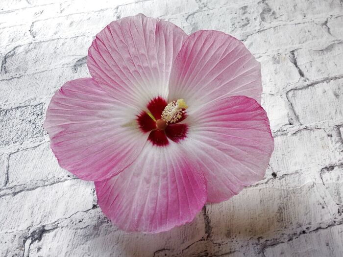 こんなふうに、お花だけを飾ります