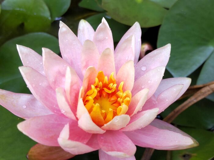 使う機会を逃していた「セリア」のアクアプランツボールPETを使用してみることに。