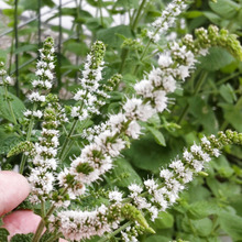 【7月の道端の危険雑草】可憐だけど植え方次第で悲報を呼ぶー!スペアミントの花言葉は「爽快感」!